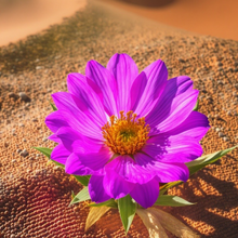 Load image into Gallery viewer, Desert Flower Egyptian Perfume Oil