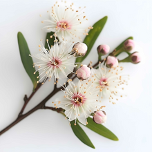 Load image into Gallery viewer, Kunzea Sports Massage Oil.