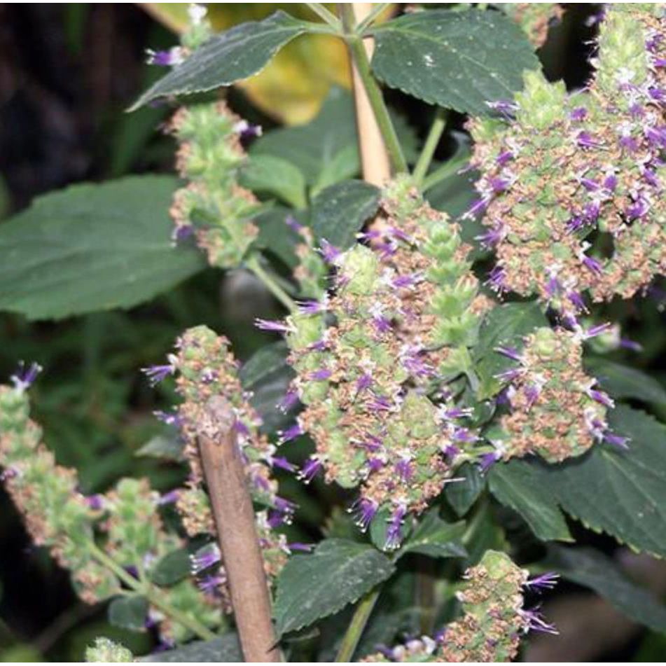 Patchouli Essential Oil 10ml