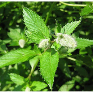 Australian Peppermint 10ml
