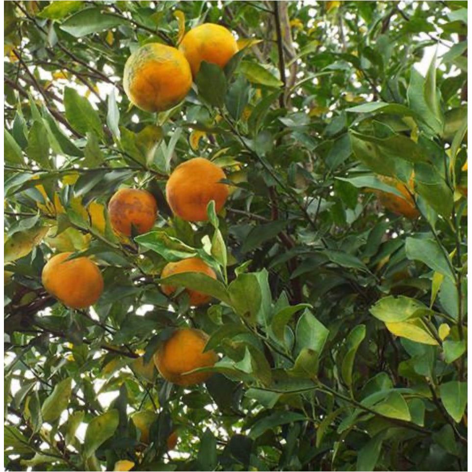 Bergamot BF Essential Oil 10ml