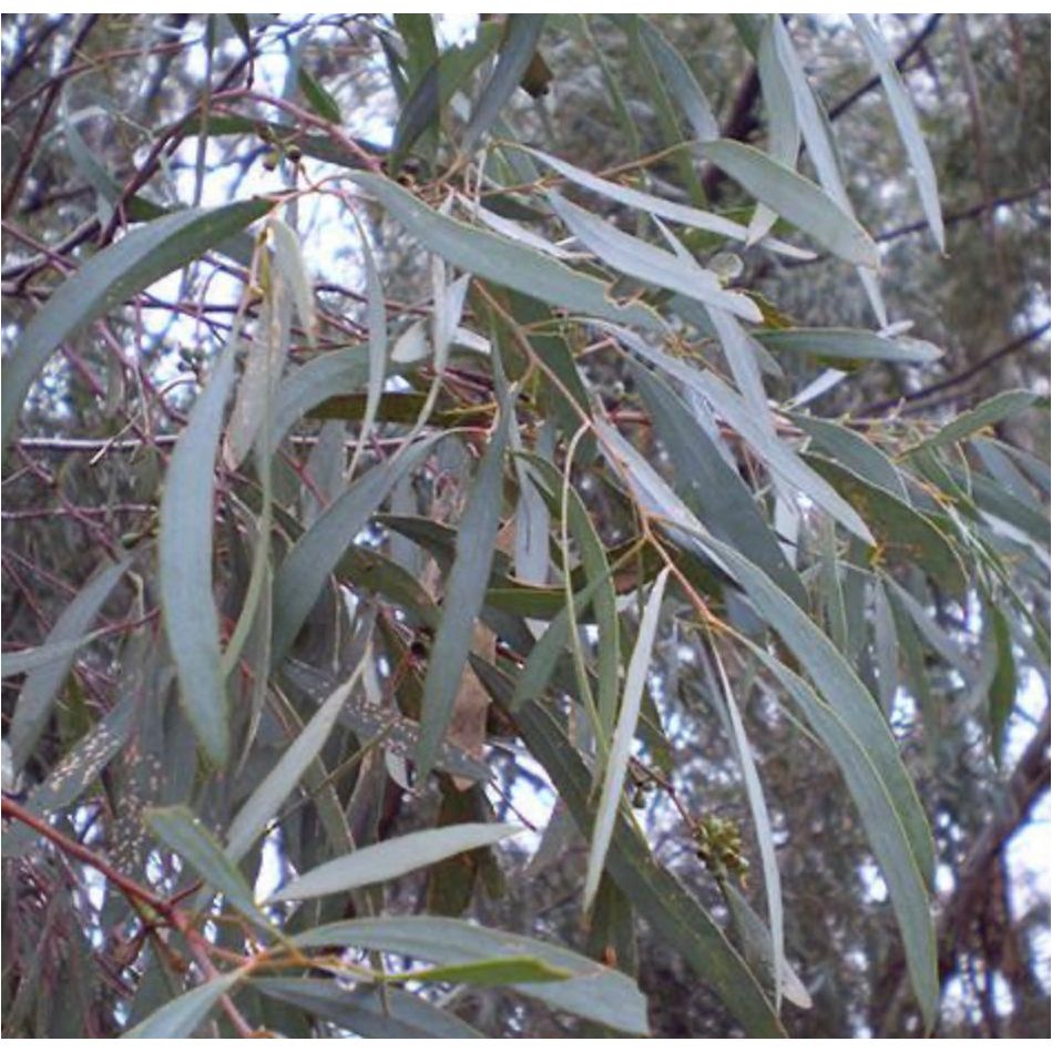 Eucalyptus Blue Mallee Essential Oil