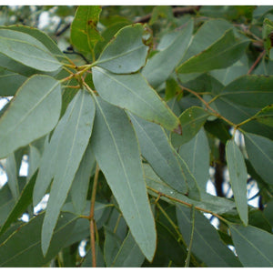 Eucalyptus Lemon Scented Iron Bark Essential Oil 10ml