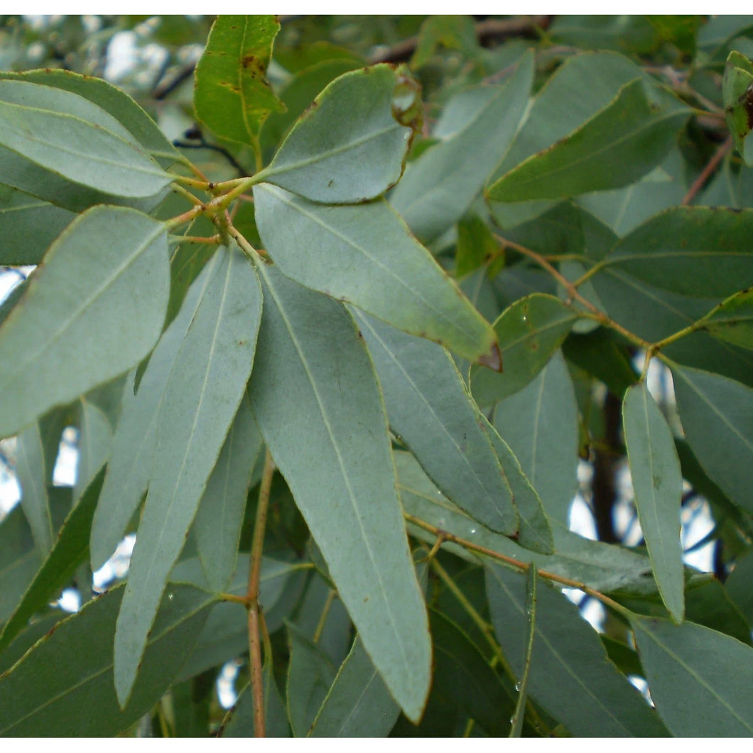 Eucalyptus Lemon Scented Iron Bark Essential Oil 10ml