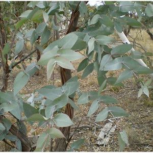 Eucalyptus Peppermint Gum Essential Oil