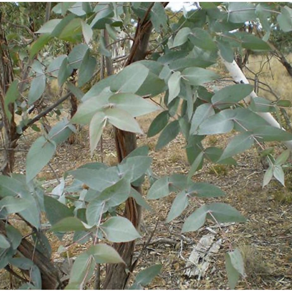 Eucalyptus Peppermint Gum Essential Oil