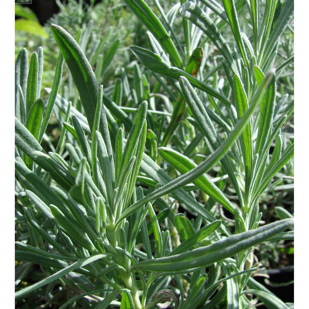 Lavender Grosso
