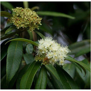 Lemon Myrtle Essential Oil