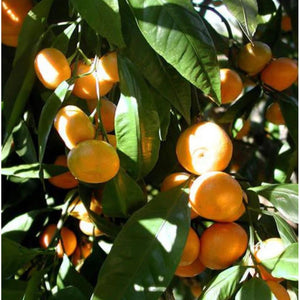 Mandarin Essential Oil