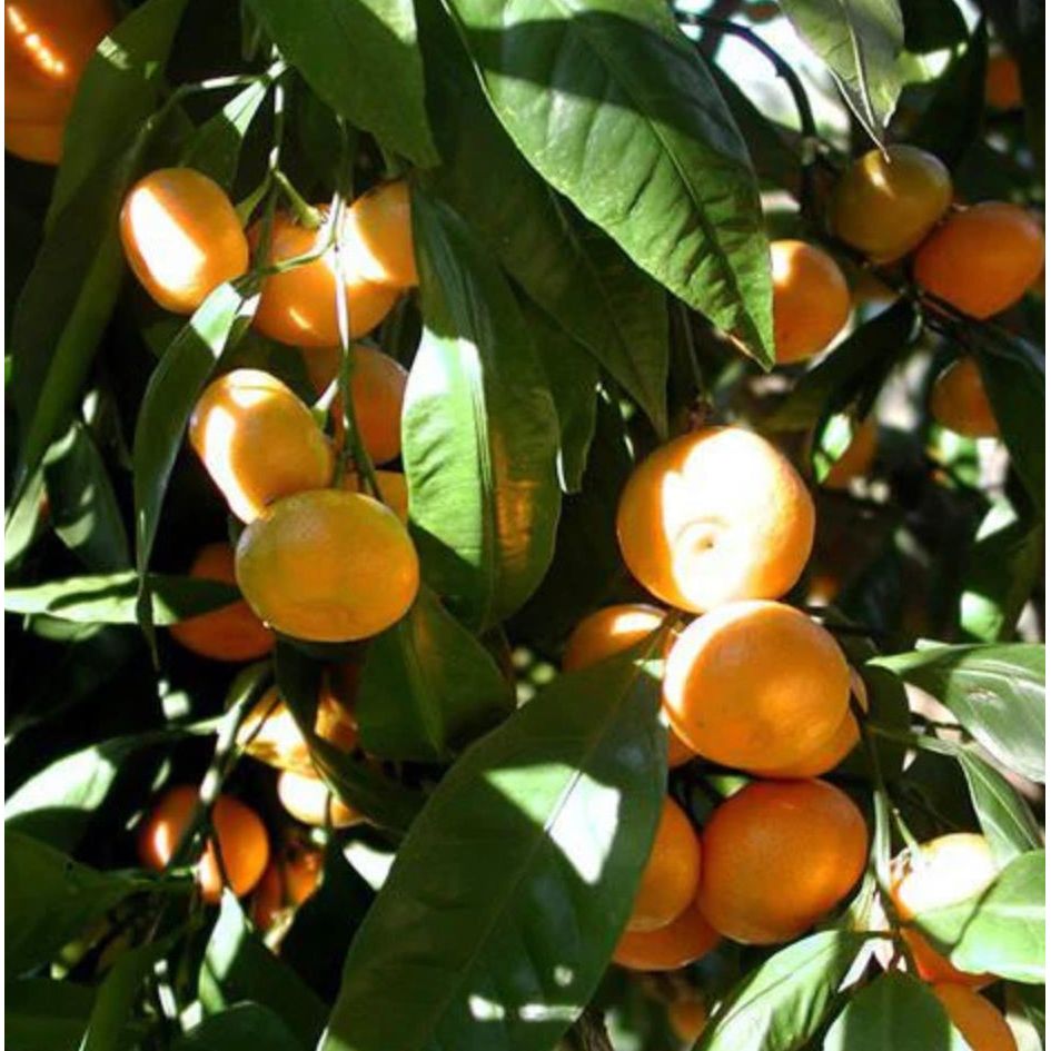Mandarin Essential Oil