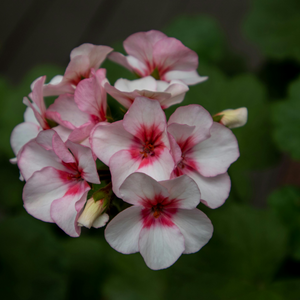 Rose Geranium Essential Oil 10ml