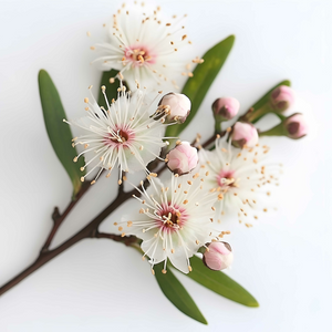 Kunzea Trauma Oil