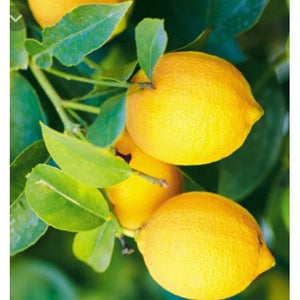 Lemon Essential Oil